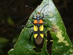 Fibrenus gibbicollis