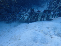 Epinephelus coioides
