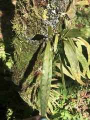 Microgramma squamulosa