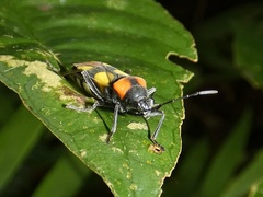 Fibrenus gibbicollis