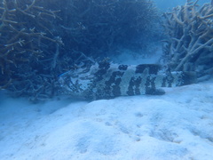 Epinephelus coioides