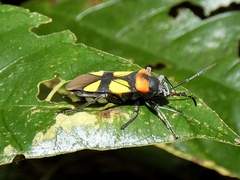 Fibrenus gibbicollis