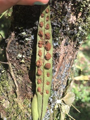 Microgramma squamulosa