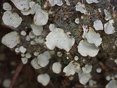 Peltigera venosa