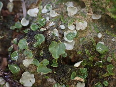 Peltigera venosa