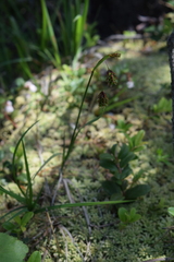Carex limosa
