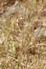 Cyanella hyacinthoides