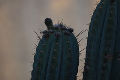 Trichocereus macrogonus