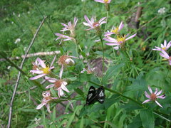 Eucephalus engelmannii