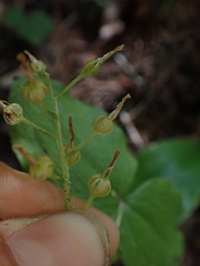 Neottia banksiana