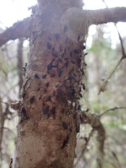 Tuberolachnus salignus