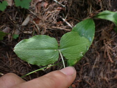 Neottia banksiana
