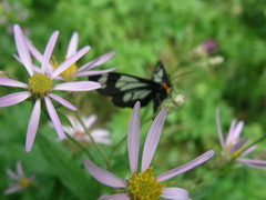 Eucephalus engelmannii