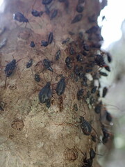 Tuberolachnus salignus