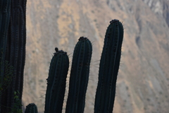 Trichocereus macrogonus