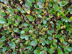 Salix herbacea