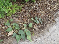 Cucurbita foetidissima