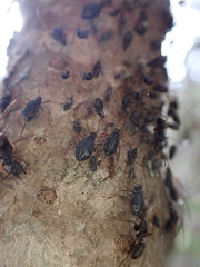 Tuberolachnus salignus