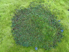 Salix herbacea