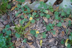 Modiolastrum malvifolium