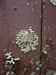 Parmeliopsis ambigua