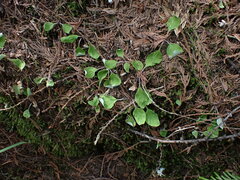 Antennaria racemosa