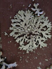 Parmeliopsis ambigua