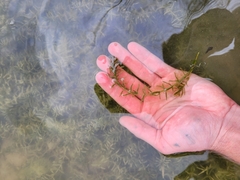 Elodea nuttallii