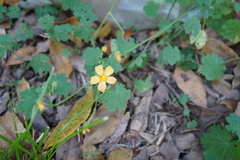 Modiolastrum malvifolium