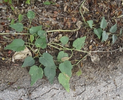 Cucurbita foetidissima