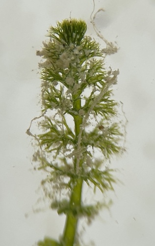 Representative image of Batophora occidentalis