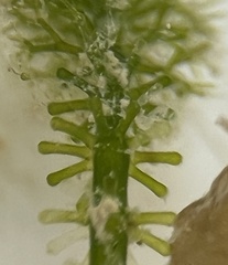 Batophora occidentalis