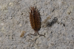 Porcellionides cingendus