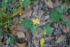 Modiolastrum malvifolium