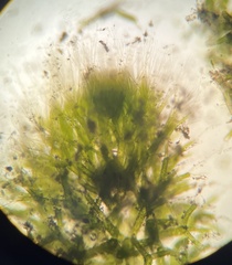 Batophora occidentalis