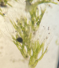 Batophora occidentalis