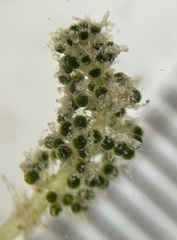 Batophora occidentalis