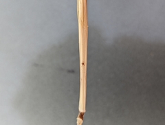 Ixodidae
