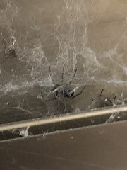 Steatoda nobilis