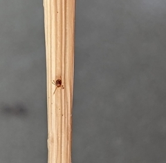 Ixodidae