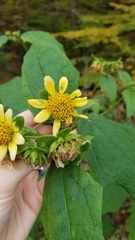 Smallanthus uvedalia