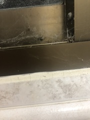 Steatoda nobilis