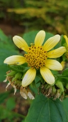 Smallanthus uvedalia