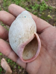 Megalobulimus