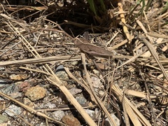 Xyleus discoideus rosulentus