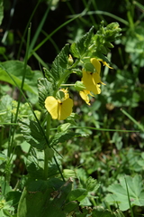 Rhynchocorys orientalis