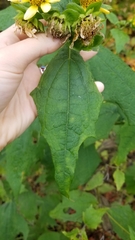Smallanthus uvedalia