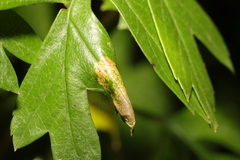 Phyllonorycter oxyacanthae