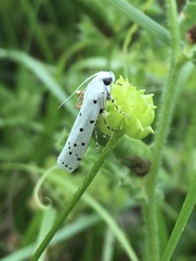 Myelois circumvoluta