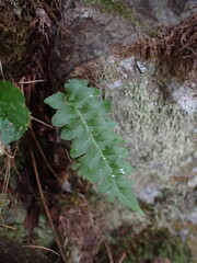 Polypodium